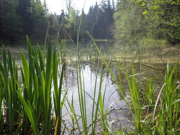 Taubenteich