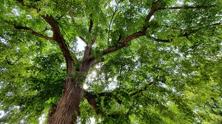 Baum_(c)Nadin Poster_CC0.jpg