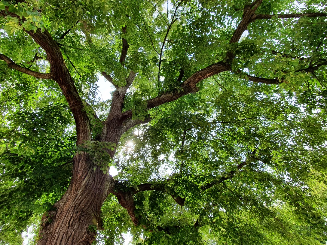 Baum_(c)Nadin Poster_CC0.jpg Baum_(c)Nadin Poster_CC0.jpg