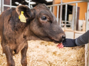 Junge Kuh am Bauernhof Flade in Helbigsdorf