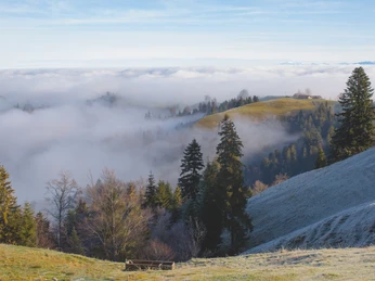 Aktivitaeten-Naturgebiete-Ahorn-Willisau-Priska Ziswiler-EN-14.jpg Ahorn im Winter