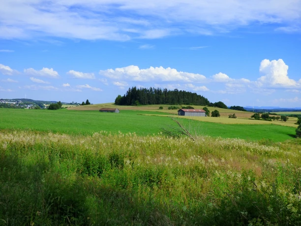Der Forchenkopf vom Ostweg aus, Nähe Sportplatz Wittlensweiler