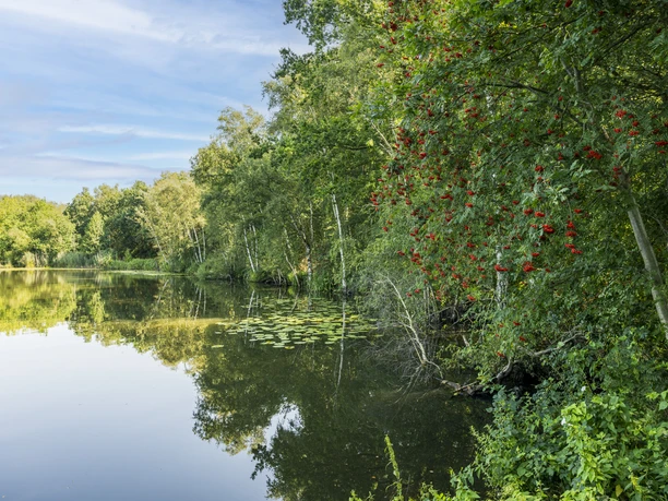 Lake in the Maschen moor Lake in the Maschen Moor landscape conservation area