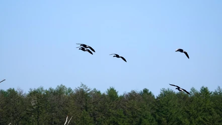 Mehrere Kraniche fliegen über den Baumwipfeln des Naturschutzgebiets Theikenmeer bei blauem Himmel.
