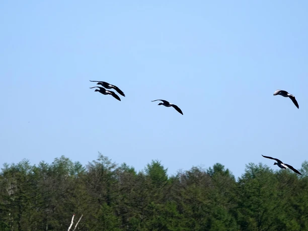 Mehrere Kraniche fliegen über den Baumwipfeln des Naturschutzgebiets Theikenmeer bei blauem Himmel.