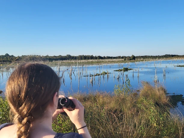 Naturbeobachtung im Naturschutzgebiet Theikenmeer, Aussichtsplattform Wehmer Dose, Werlte ©Naturpark Hümmling.jpg Person beobachtet mit Fernglas die Moorlandschaft des Theikenmeers unter klarem blauem Himmel.