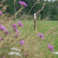 Wildblumenwiese am Kranichpfad im Naturschutzgebiet Theikenmeer, Werlte ©Naturpark Hümmling (4).jpg Blühende Wiese mit violetten und weißen Wildblumen am Kranichpfad im Naturschutzgebiet Theikenmeer.