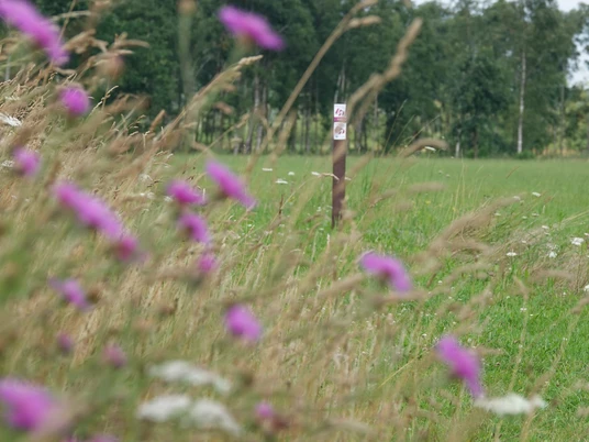 Wildblumenwiese am Kranichpfad im Naturschutzgebiet Theikenmeer, Werlte ©Naturpark Hümmling (4).jpg Blühende Wiese mit violetten und weißen Wildblumen am Kranichpfad im Naturschutzgebiet Theikenmeer.