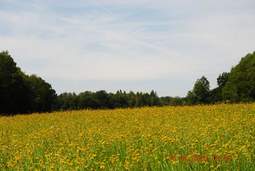 Blumenwiese