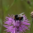 Wildblumenwiese am Kranichpfad im Naturschutzgebiet Theikenmeer, Werlte ©Naturpark Hümmling (5).jpg Hummel sammelt Nektar auf violetter Blüte in einer Wildblumenwiese im Naturschutzgebiet Theikenmeer