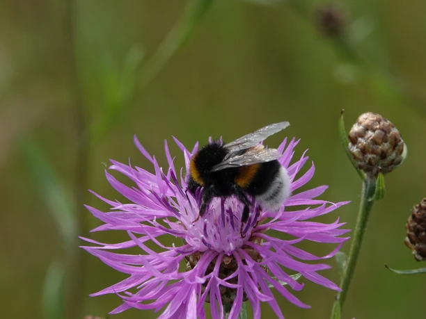 Wildblumenwiese am Kranichpfad im Naturschutzgebiet Theikenmeer, Werlte ©Naturpark Hümmling (5).jpg Hummel sammelt Nektar auf violetter Blüte in einer Wildblumenwiese im Naturschutzgebiet Theikenmeer