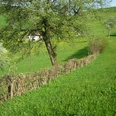 Heckenlandschaft Feusisberg