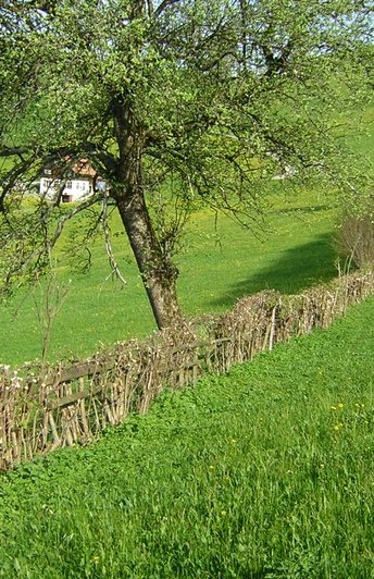 Heckenlandschaft Feusisberg