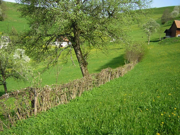 Heckenlandschaft Feusisberg