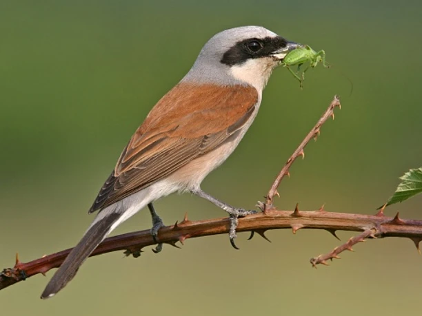 Neuntöter mit erbeuteter Heuschrecke auf einem Brombeerzweig.