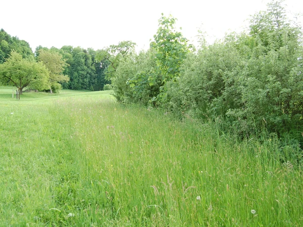 Hecke mit extensiv genutzem Krautsaum.
