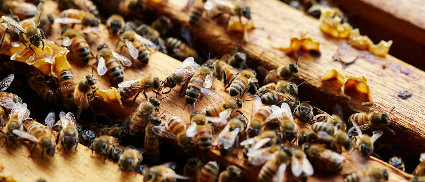 Bienen Imkerei Musterbild