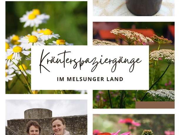 Kräuterspaziergänge im Melsunger Land