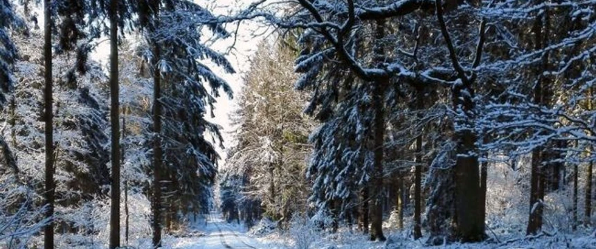 Schneebedeckter Waldweg gesäumt von hohen, kahl wirkenden Baumstämmen im winterlichen Sonnenlicht.