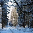 Winterwanderung.jpg Schneebedeckter Waldweg gesäumt von hohen, kahl wirkenden Baumstämmen im winterlichen Sonnenlicht.
