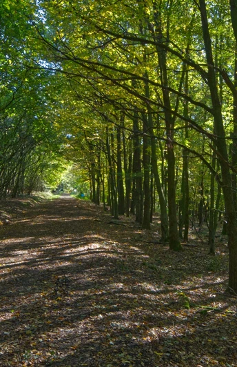 Wanderweg mit Lichtung