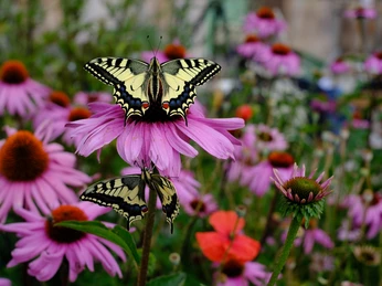 Brunnmatthof Kraeuterkurse Willisau EG (2).JPG