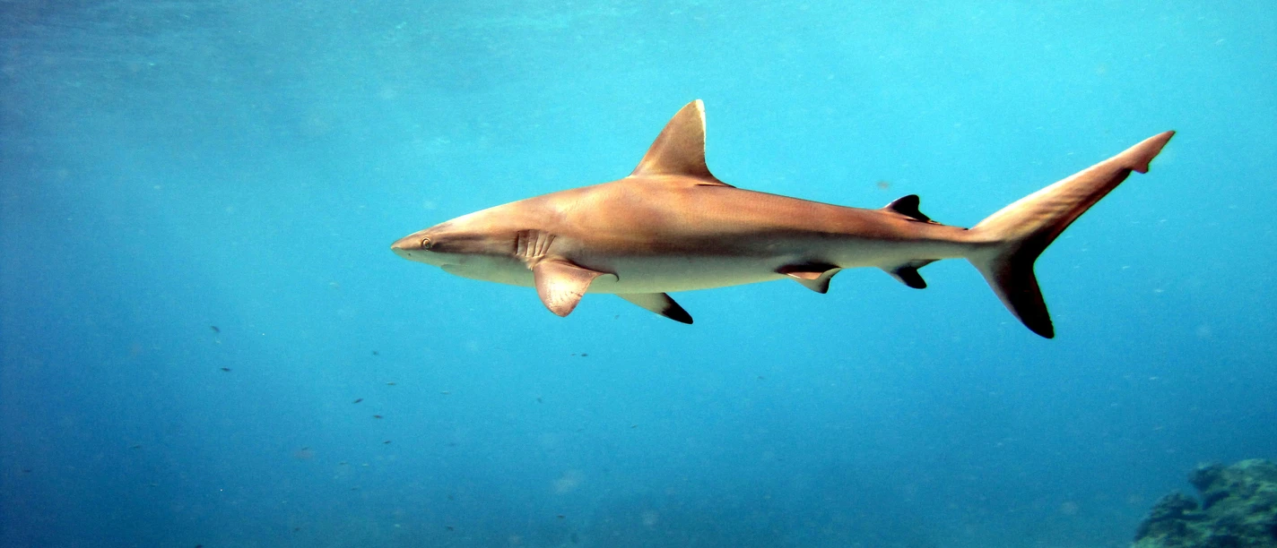 Haus der Naturkultur-Lebendiger Ozean.jpg