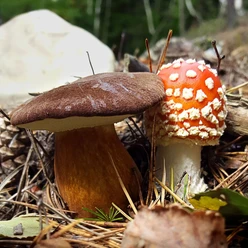 Pilze im Wald