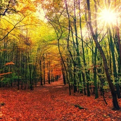 Waldbaden_Herbst