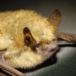 Fledermaus_quadratisch.jpg