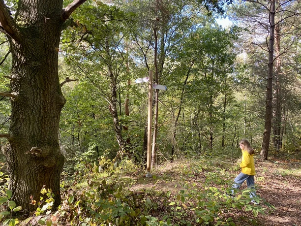 Wanderung Hümmling-Pfad Tinner Loh – Familienausflug im Herbst ©Naturpark Moor-Veenland (1).jpeg Kind in gelber Jacke wandert auf herbstlichem Waldboden am Wegweiser zwischen dichten Bäumen.