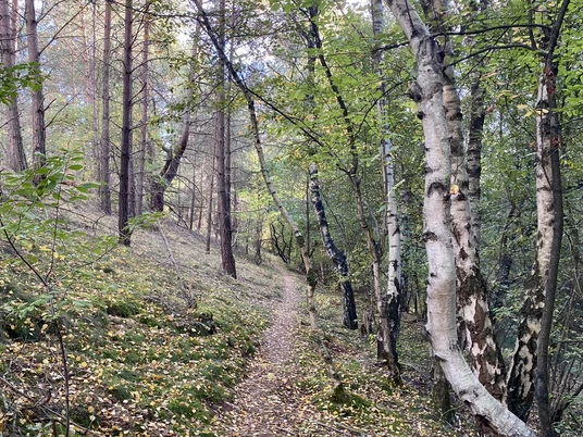 Wanderung Hümmling-Pfad Tinner Loh – Familienausflug im Herbst ©Naturpark Moor-Veenland (17).jpeg Schmaler Waldpfad mit buntem Herbstlaub, umgeben von Birken und Kiefern im Naturpark Moor-Veenland.