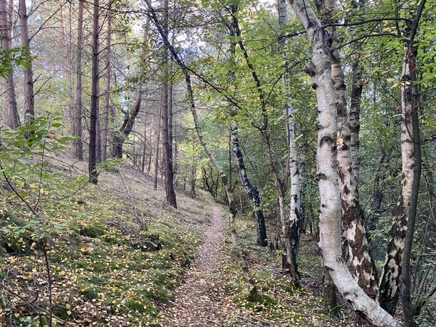 Wanderung Hümmling-Pfad Tinner Loh – Familienausflug im Herbst ©Naturpark Moor-Veenland (17).jpeg Schmaler Waldpfad mit buntem Herbstlaub, umgeben von Birken und Kiefern im Naturpark Moor-Veenland.