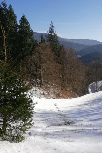 Verschneite Winterlandschaft
