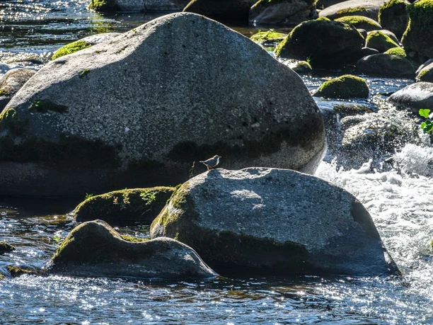 Wasseramsel