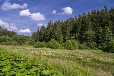 Natur im Schwarzbachtal Blick in die Landschaft im Schwarzbachtal