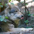 Wolf im Wildpark Schwarze Berge.jpg