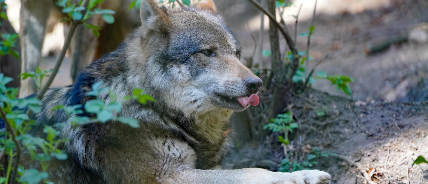 Wolf im Wildpark Schwarze Berge.jpg