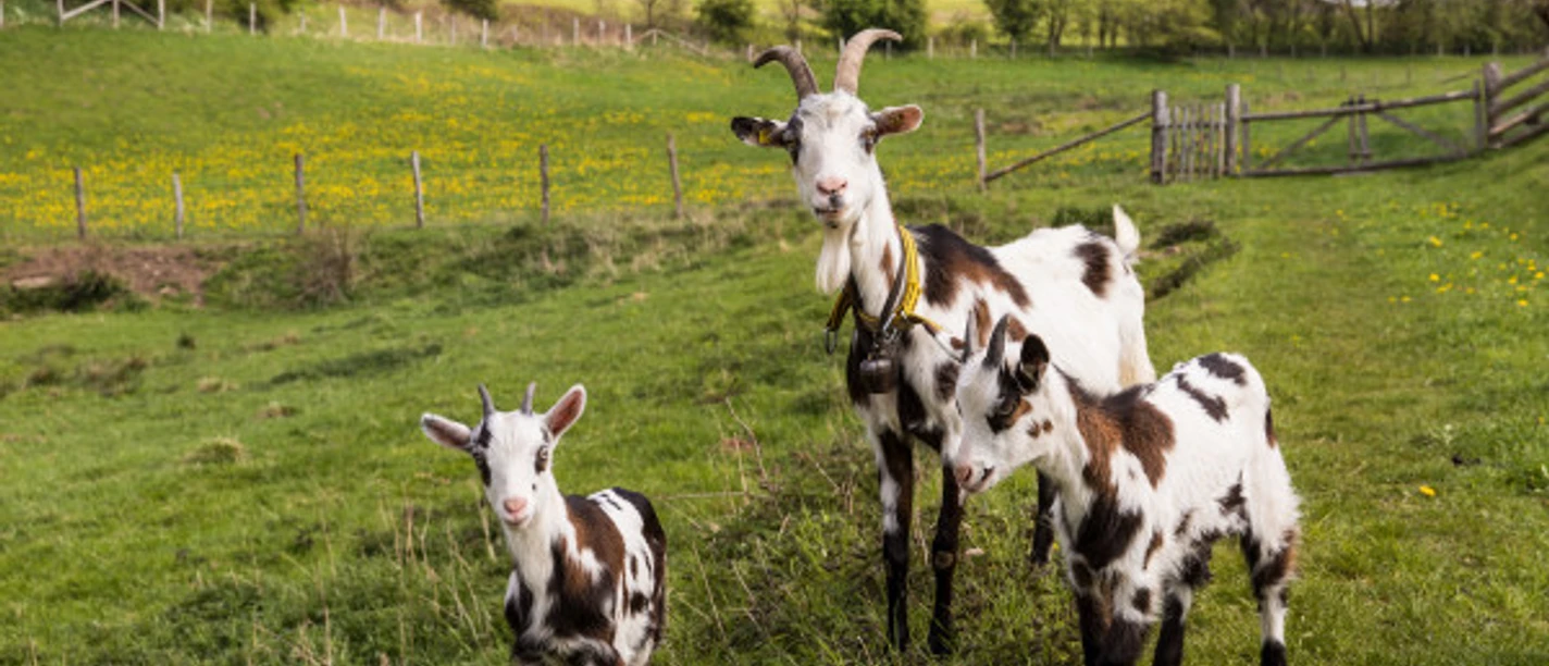 (c) Katharina Jaeger