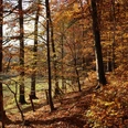 Herbst im Waltersbachtal