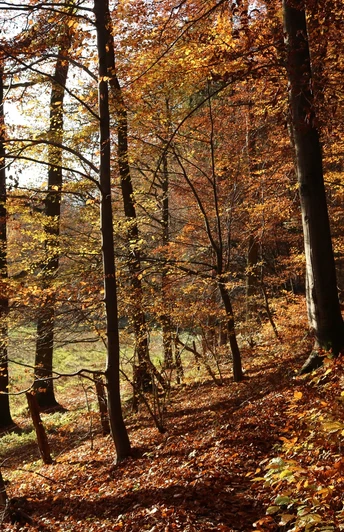 Herbst im Waltersbachtal