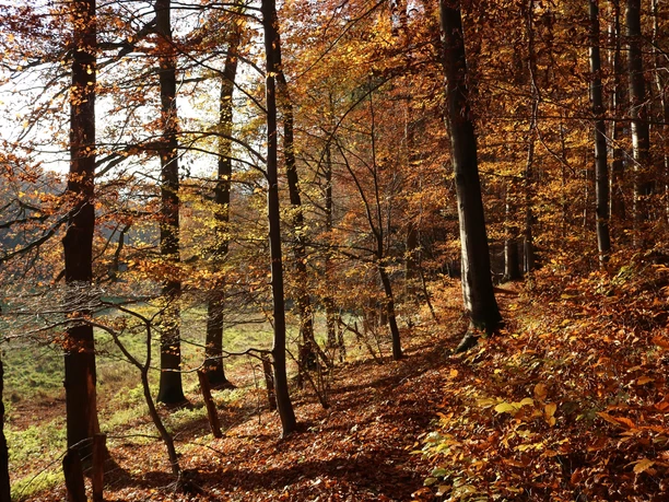 Herbst im Waltersbachtal