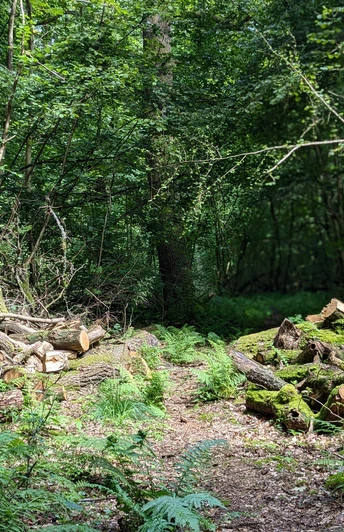 Naturpfad Märchenwald Rundweg in Einbeck