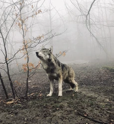 tierparkhexentanzplatzthale_wolf_@franziskaguette.jpg