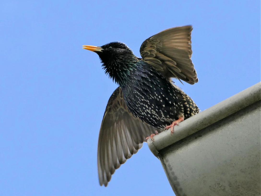 2021-05-16-Star (18)-klein.jpg