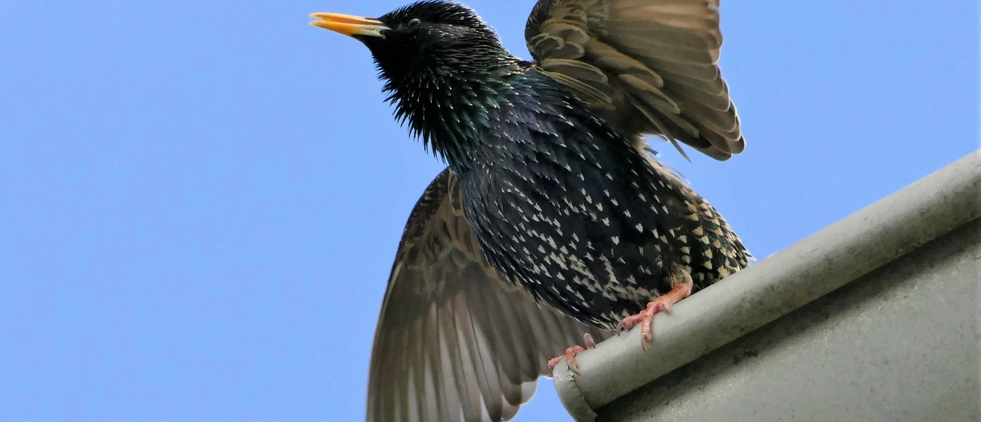 2021-05-16-Star (18)-klein.jpg