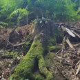 Ein mit Moos bedeckter Baumstumpf im dichten Wald des Wiehengebirges nahe Hüllhorst.