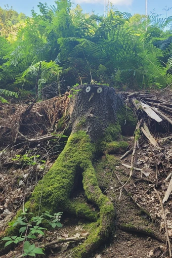 WiehengebirgeHüllhorst  Ein mit Moos bedeckter Baumstumpf im dichten Wald des Wiehengebirges nahe Hüllhorst.