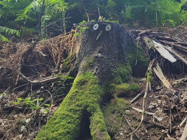 WiehengebirgeHüllhorst Ein mit Moos bedeckter Baumstumpf im dichten Wald des Wiehengebirges nahe Hüllhorst.