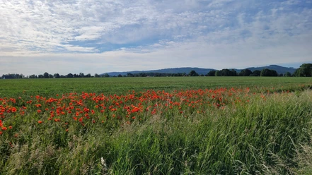 Lübbecke mit Wiehengebirge Grüne Wiese mit roten Mohnblumen vor dem bewaldeten Wiehengebirge unter leicht bewölktem Himmel.